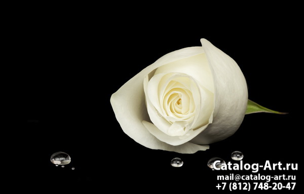 White roses 31